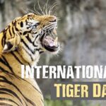 International tiger day