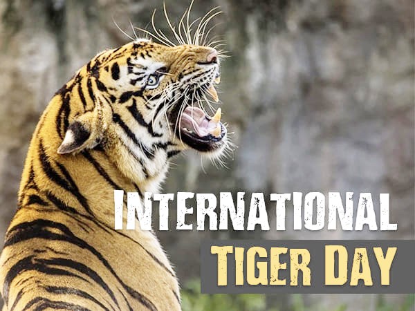 International tiger day